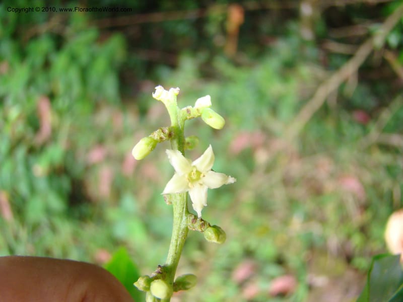 Citronella costaricensis, B. Hammel 24577--Costa Rica. Hered. Volcan Barva. 9 Apr 08. 361 (13).jpg