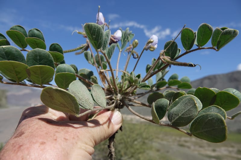 Poissonia heterantha, Fortunato 13088--Argentina. Hwy 150 W of Jachal. 5 Feb 2018. DSC08346 (48).JPG
