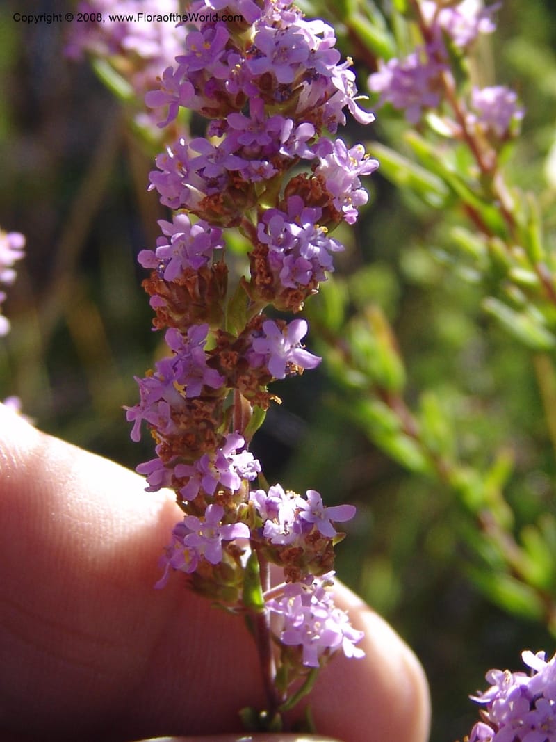 Selago galpinii--So.Africa. E. Cape. Joubert's Pass, SE of Lady Gray. 9 Mch 05. 021.jpg