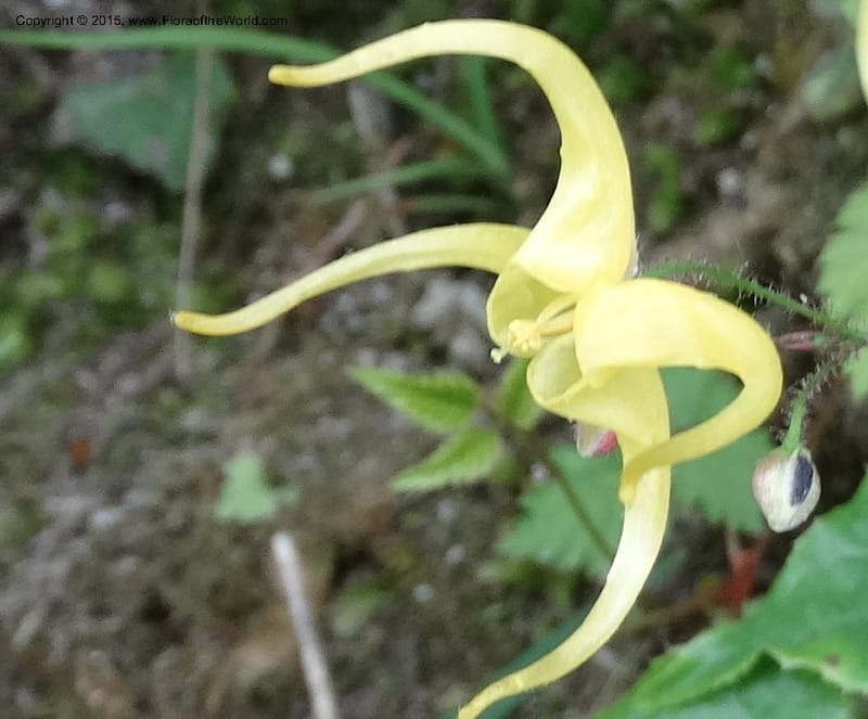 Epimedium, Boufford, D 43586--China. Sichuan. Tudiling Tunnel. 6 May 2014. DSC03860 (208).JPG