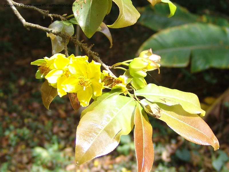 Ochna holstii--Kenya. Limuru.  Barry Cameron's Garden. 12 Jul 04. 005.jpg