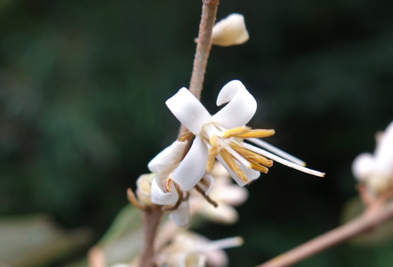 Styrax suberifolia, Chung Kuo-Fang 3354--Taiwan. Wulai Distr. Wulai village. Chia Jiao Liao. 19 May 2016.  (37).JPG