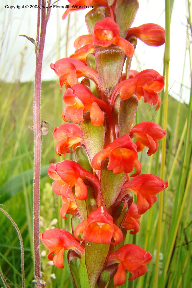 Satyrium neglectum v. neglectum, WKindeketa3025--Tanz. Makete Distr. Kitulo Nat. Pk. 25 Jan 08. 204.jpg