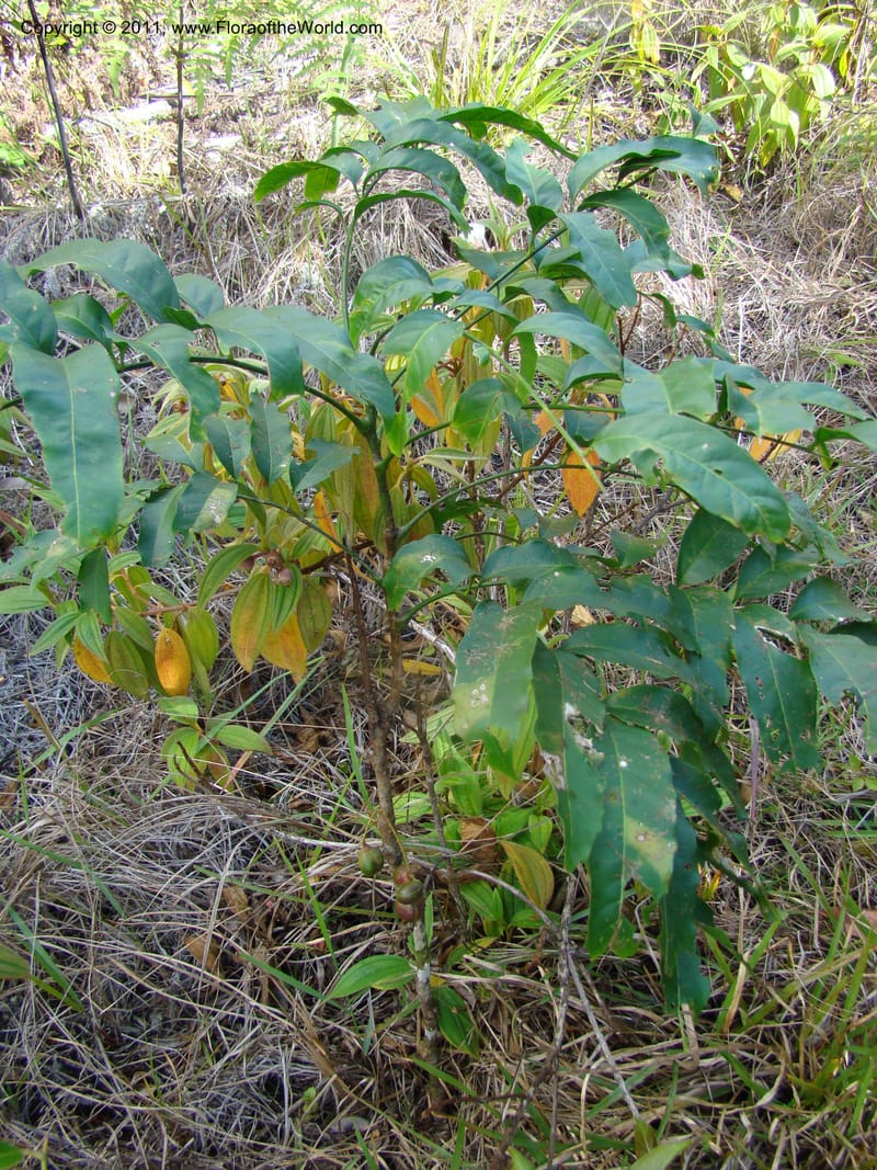 Cupaniopsis, Munzinger, J 4744--New Caledonia, Prov N, Mt. Mandjelia,  13 Nov 2007 229 (5).jpg
