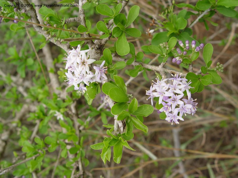 Ehretia rigida--So. Africa. KwaZuluNatal. Hluhluwe Game Res.  30 Sep 03. 080.jpg
