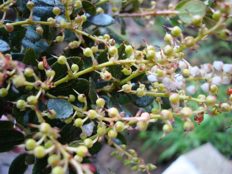 Vaccinium...DN16029,Ecuador.Prov.ZamoraC.Podocarpus,Tapichalaca26Sep2007 122.jpg