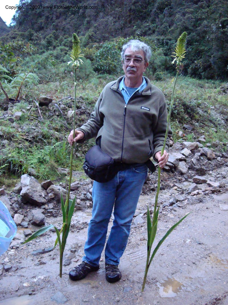 Pitcairnia, D. Neill 16020--Ecuador.Prov.ZamoraC.ResTapichalaca-roadside 25 Sep 2007 078.jpg