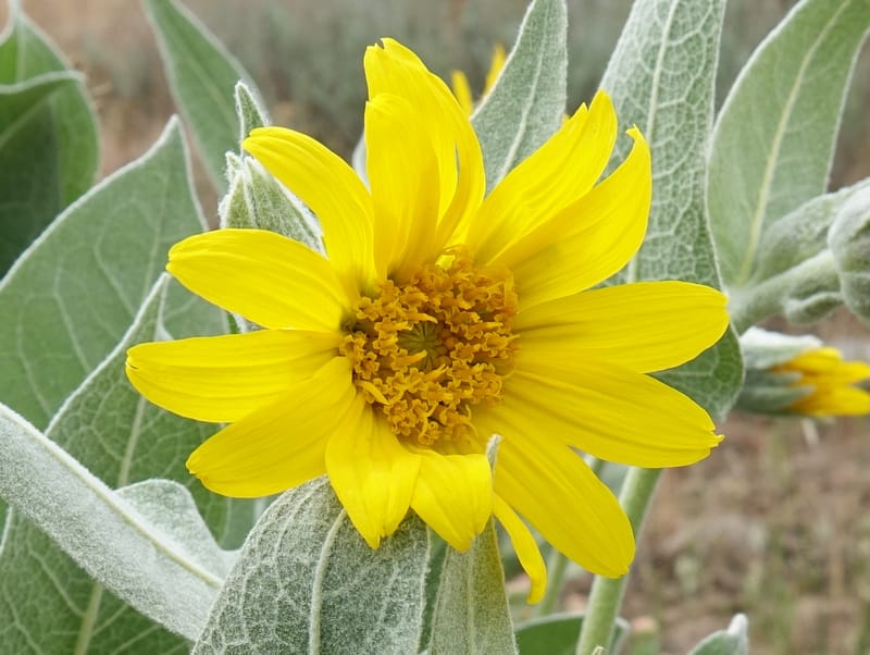Wyethia mollis, C. Davidson 13616--CA. Modoc Co. Warner Mts. Hwy 299. 7 June 2017. DSC01455 (14).JPG