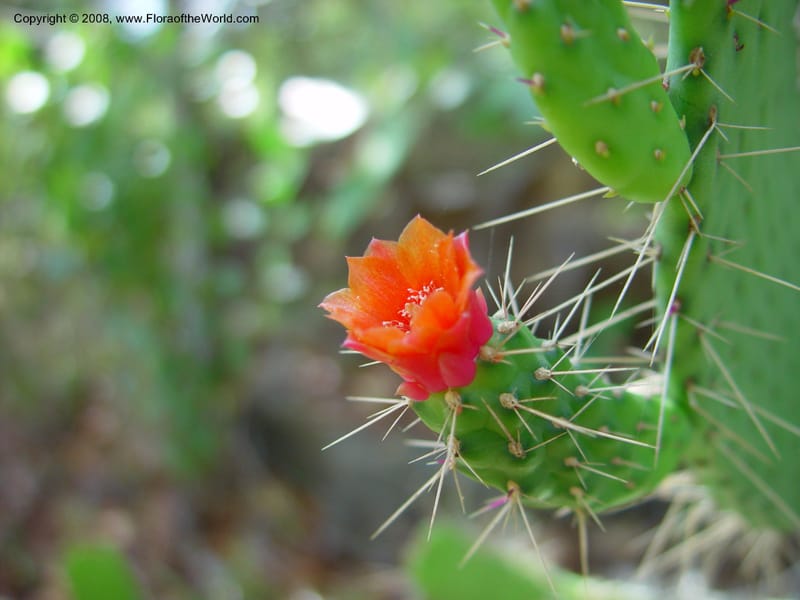 Opuntia spinosissima--FL. Fairchild Trop. Gard. 7 Apr 03. 339.jpg