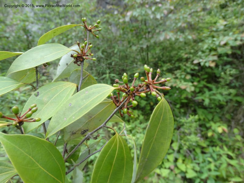 Litsea, Boufford, D 43690--China. Sichuan. LongDongZhen on Rd. to LeiYuan Shan. 13 May 2014. DSC05860 (246).JPG