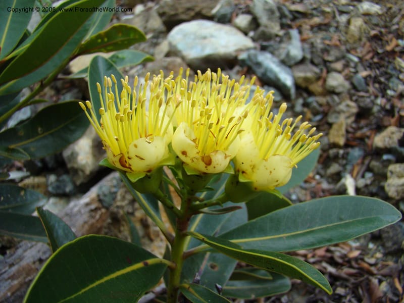 Xanthostemon, JMunzinger4732--New Caledonia. Poum Mine. 13 Nov 07. 027.jpg