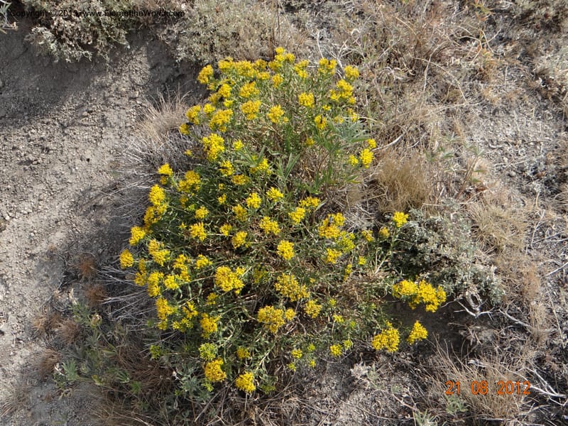 Chrysothamnus nauseosus, Davidson, C 12111--USA, Owyhee County, Idaho, 21 Aug 2012  3170 (1).JPG