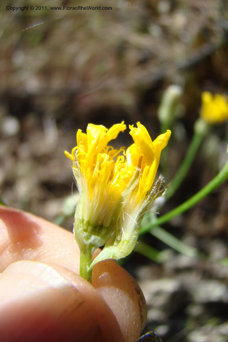Crepis atrabarbata, C. Davidson 11389--IIdaho. Idaho Co. Salmon River. Shepp Ranch. 28 May 2009. 187.jpg