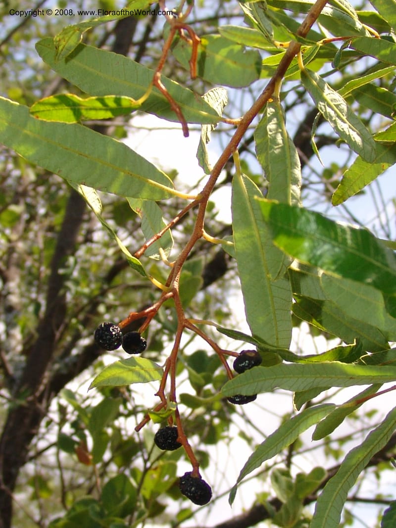 Ozoroa paniculosa--So.Africa. Mpumal. twd Rietfontein. 16 Mch 05. 373.jpg