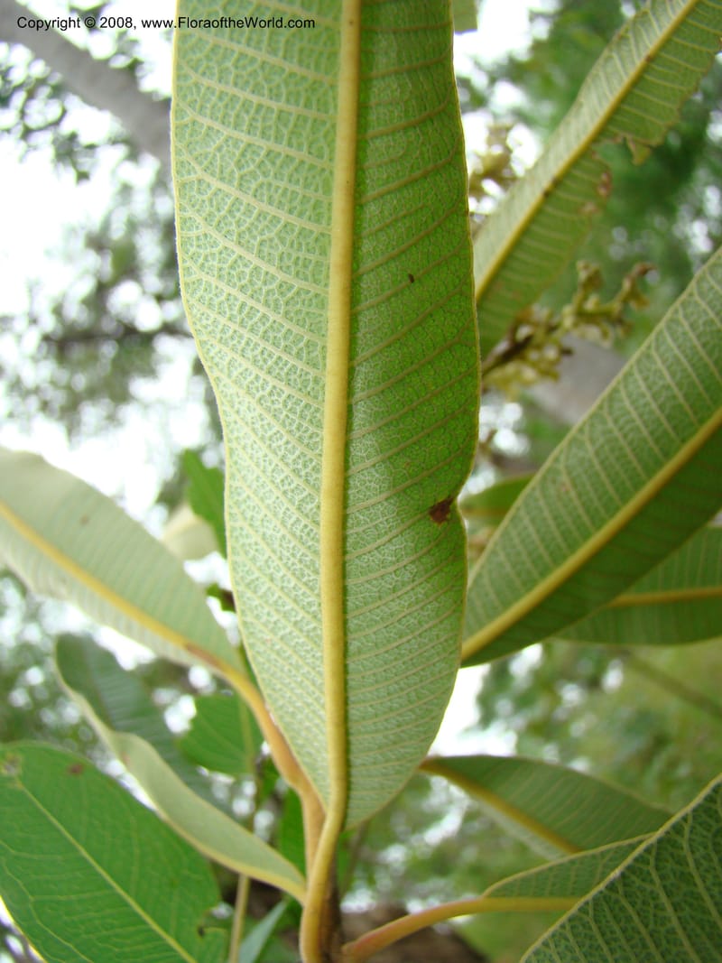 Ozoroa insignis ssp reticulata, RGereau7042--Tanz. Mbeya Rural Distr. Utengule Coffee Lodge. 26 Jan 08. 122.jpg