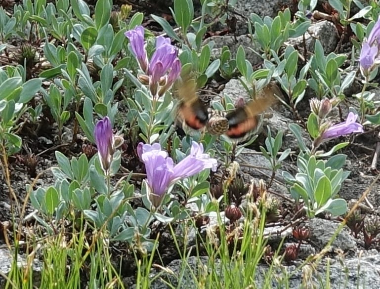 Penstemon montanus var. idahoensis, C. Davidson 13722--ID. Boise Co. Scott Mtn. L.O. rd. 15 July 2017. DSC03279 (245).JPG