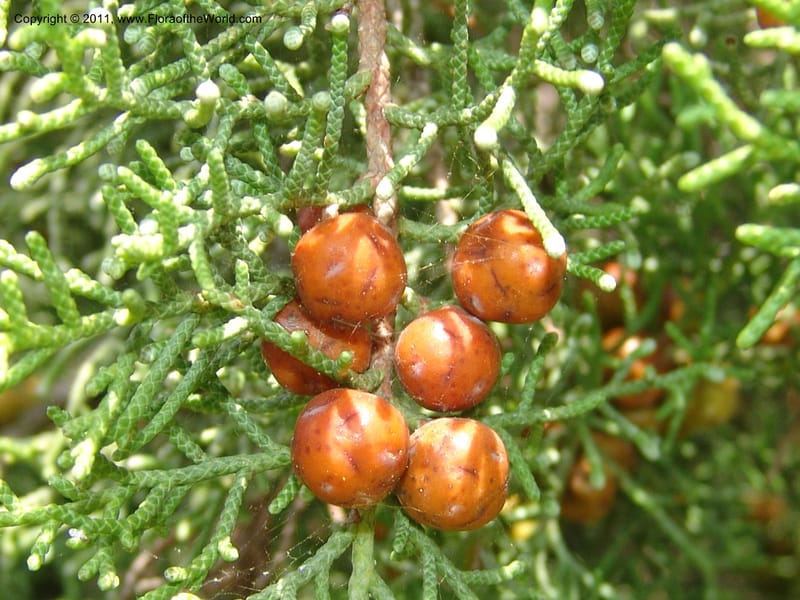 Juniperus phoenicea--France. Paris. Jardin des Plantes. 4 Sep 07. 355.jpg
