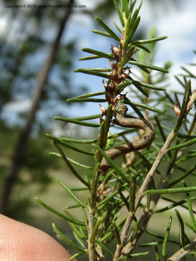Ceratiola ericoides, Davidson, C 13062--South Carolina. Lexington Co. Redmond Rd. 20 May 2015. DSC06945 (18).JPG