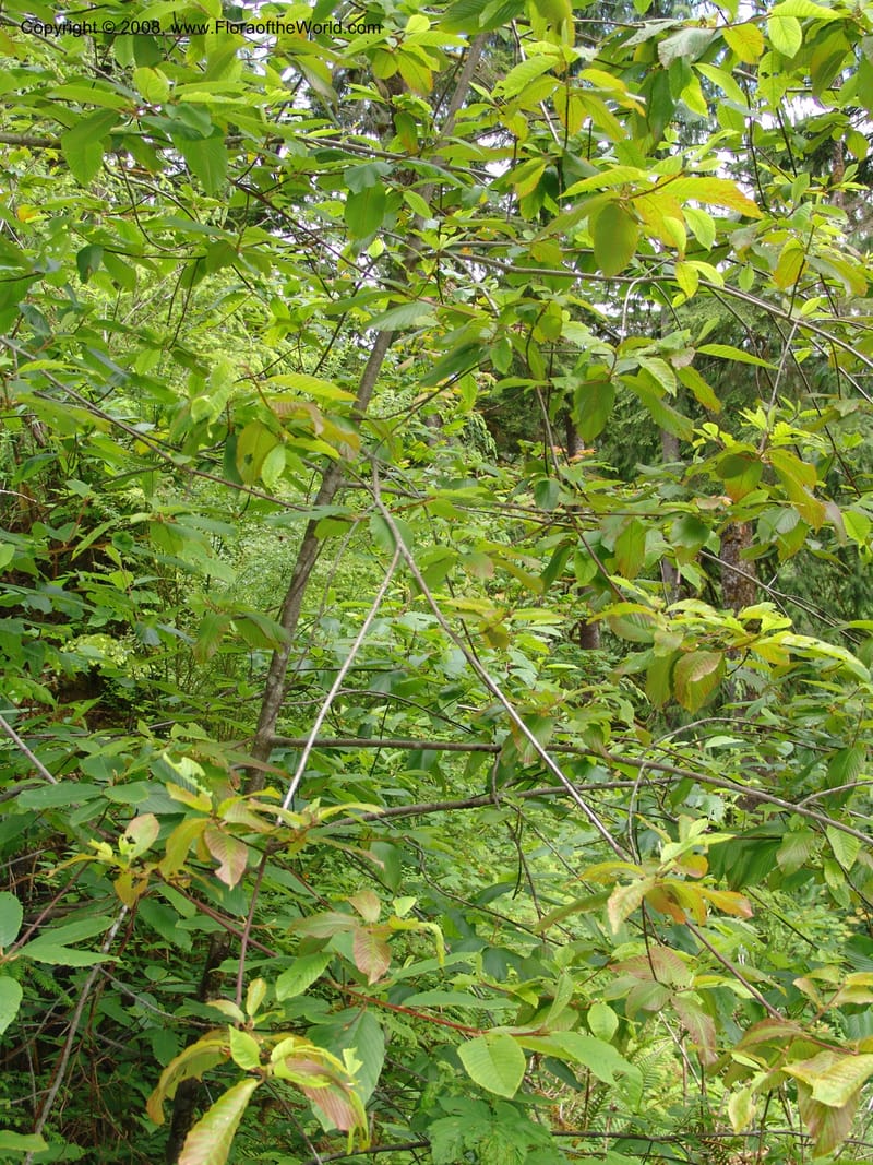 Rhamnus purshianus--WA. Grays Harbor Co. Quinault Rain For, Lake Quinault. 15 Jun 06 194.jpg