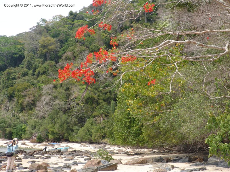 Delonix regia , not coll.--Madag. Antsir. Nosy Be. Lokobe Forest. 15 Nov 06. 062 (2).jpg