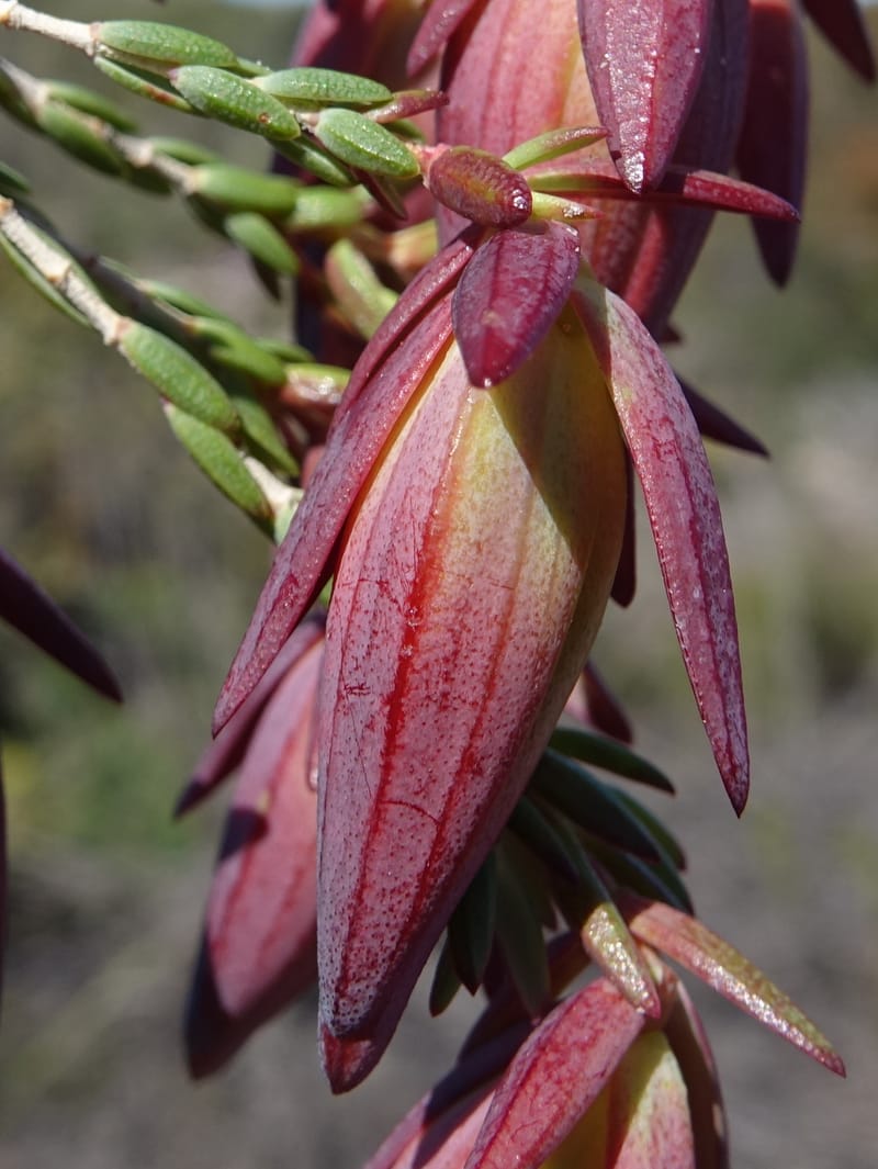 Darwinia speciosa, Davidson, C 13415--Australia. Kingia locality. 23 Oct 2016. DSC04566 (113).JPG
