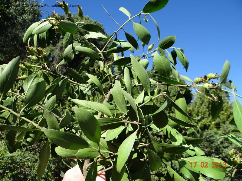 Laurelia sempervirens, W. D. Stevens 34103--Chile, Puente Polcura, 17 Feb 2013 8700 (17).JPG