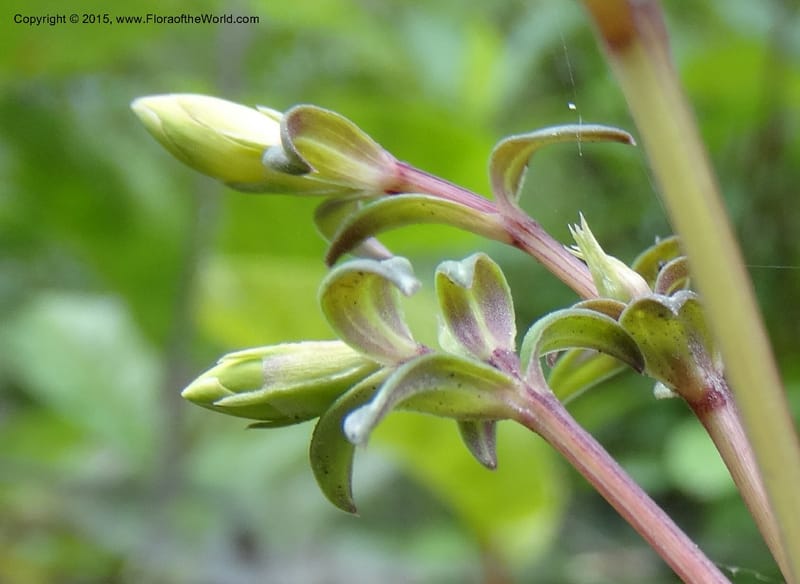 Gentiana, Boufford, D 43705--China. Sichuan. LongDongZhen on Rd. to LeiYuan Shan. 13 May 2014. DSC05860 (72).JPG