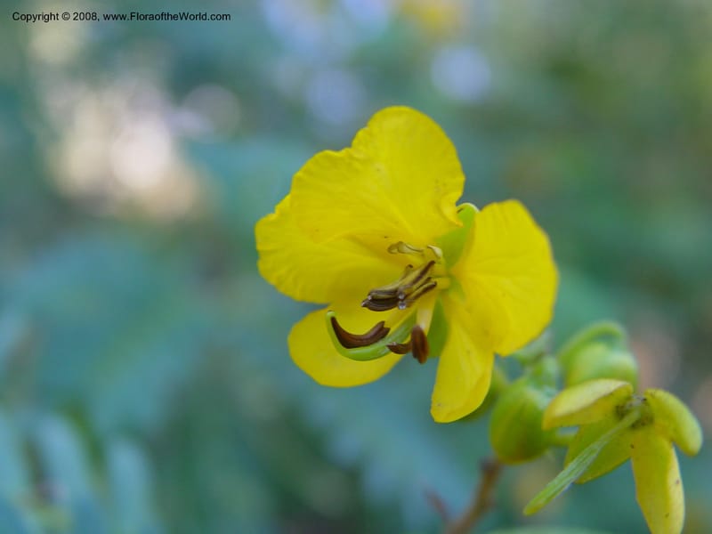 Senna biostris v. hookeriana, vel aff., 64.0490--CA. UC Berkeley Bot. Gard. 10 Feb 04. 108.jpg