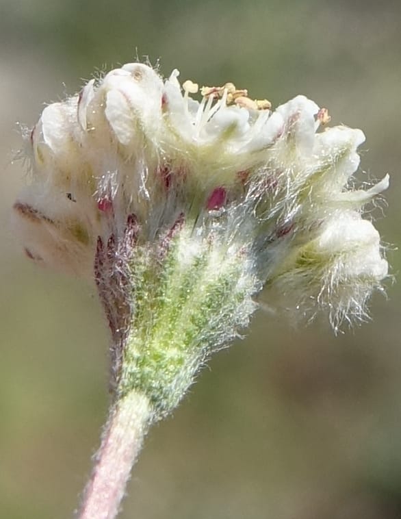 Eriogonum thymoides, C. Davidson 13549--ID. Blaine Co. Rock Creek Preserve. TNC. 13 May 2017. DSC00171 (180).JPG