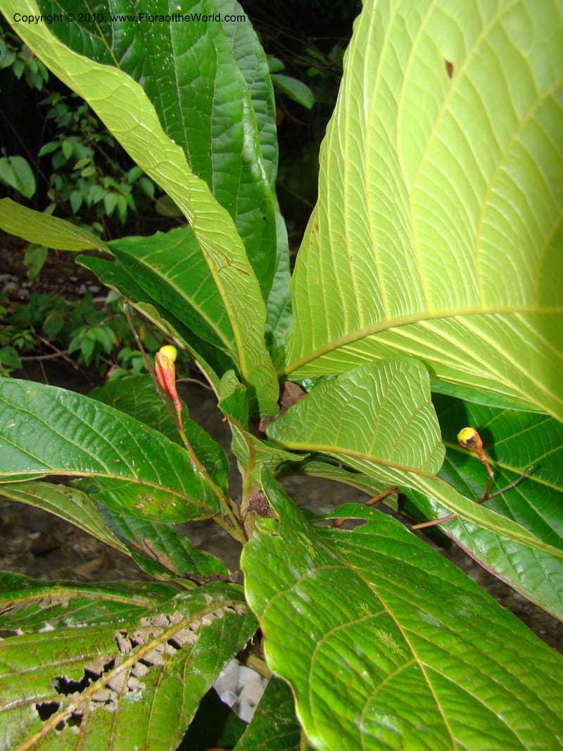 Ocotea valerioides, B. Hammel 24650--Costa Rica. Prov. Limon. Selva Bananito Lodge. 12 Apr 08. 309 (7).jpg