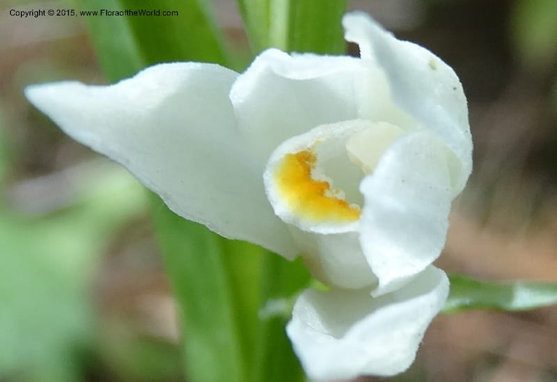 Cephalanthera longifolia, Boufford, D 43592--China. Sichuan. Tudiling Tunnel. 6 May 2014. DSC03860 (89).JPG