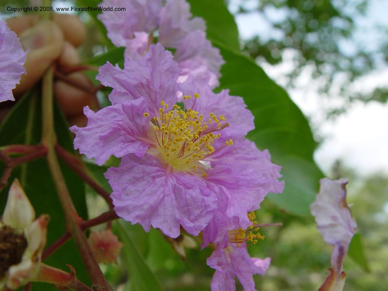 Lagerstroemia speciosa--Ghana. Aburi Botanic Garden. 10 Dec 03. 099.jpg
