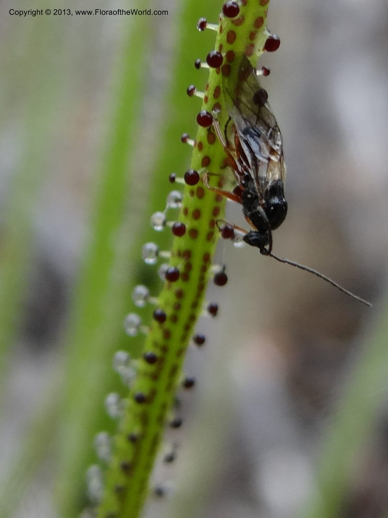 Drosophyllum lusitanicum, Davidson, C 12167--Spain. Andalucia. Parque Natural Alcornocales. 28 May 2013. DSC05381 (46).JPG