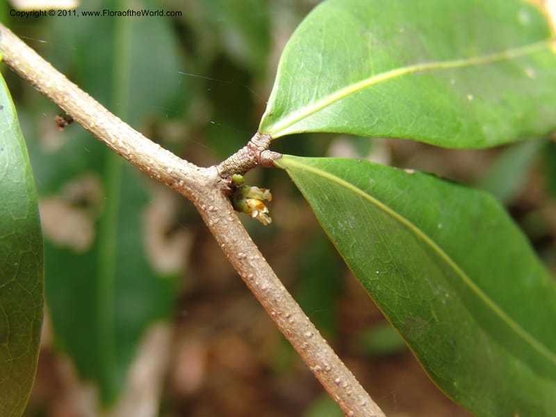 Cynometra, ZRogers1178--Madag. Antsir. Nosy Be. Lokobe Forest. 15 Nov 06. 170.jpg