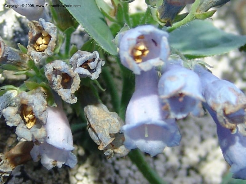 Mertensia ciliata, CDavidson11132--Idaho Co. Hell's Can. Nat. Rec. Area. Heaven's Gate. 20 Jul 07. 079.jpg