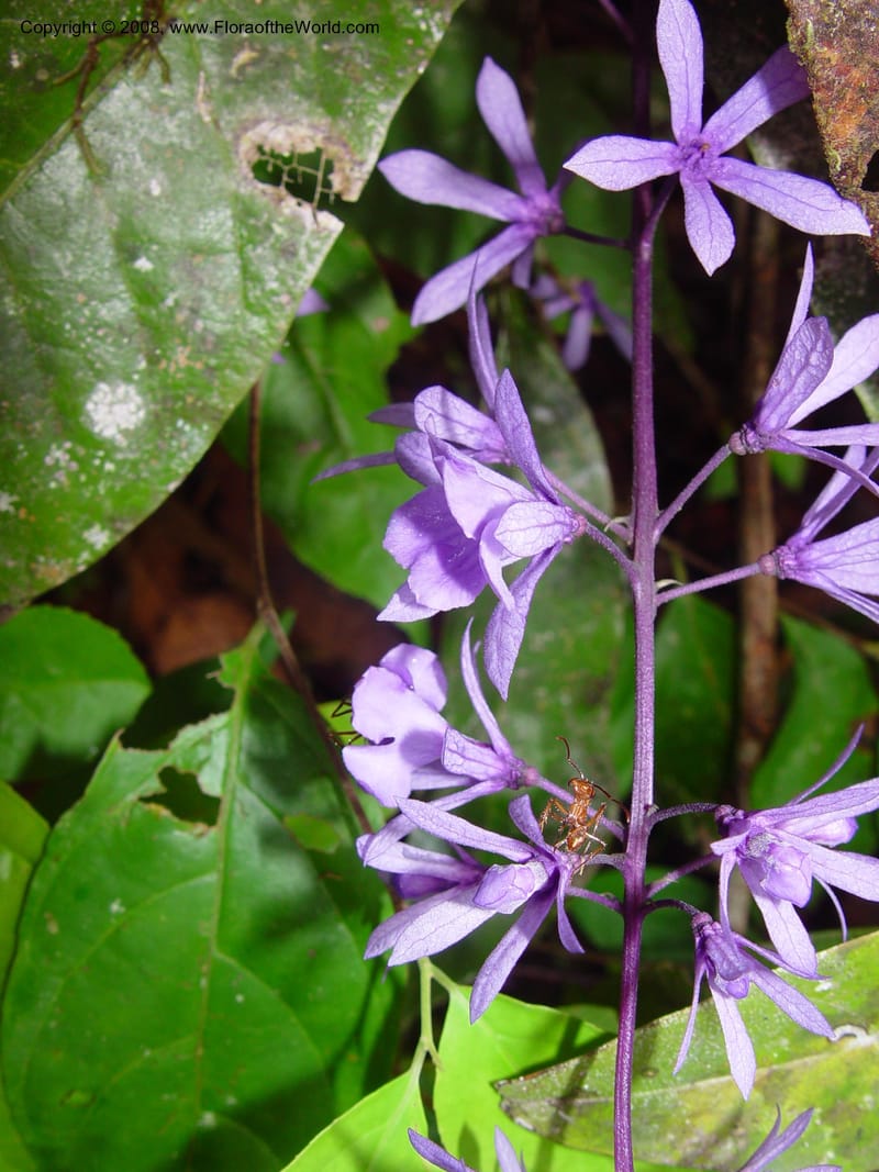 Petraea, ETepe600--Fr. Guiana. Piste de Saint-Elie.  20 Mar 02. 002.jpg