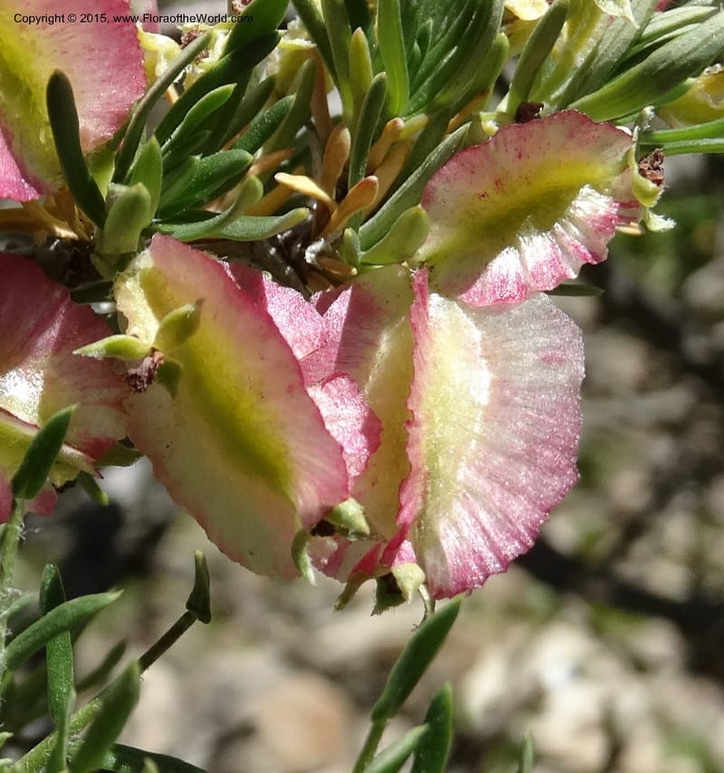 Tetraglochin alatum, Davidson, C 12788--Chile. Ruta 115, to Laguna del Maule. 24 Nov 2014. DSC07486 (290).JPG