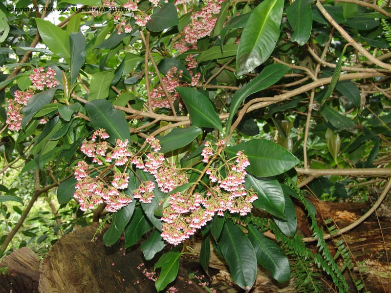 Parathesis--CA. San Francisco Botanical Garden (Strybing Arb.). 30 Mch 06. 168.jpg