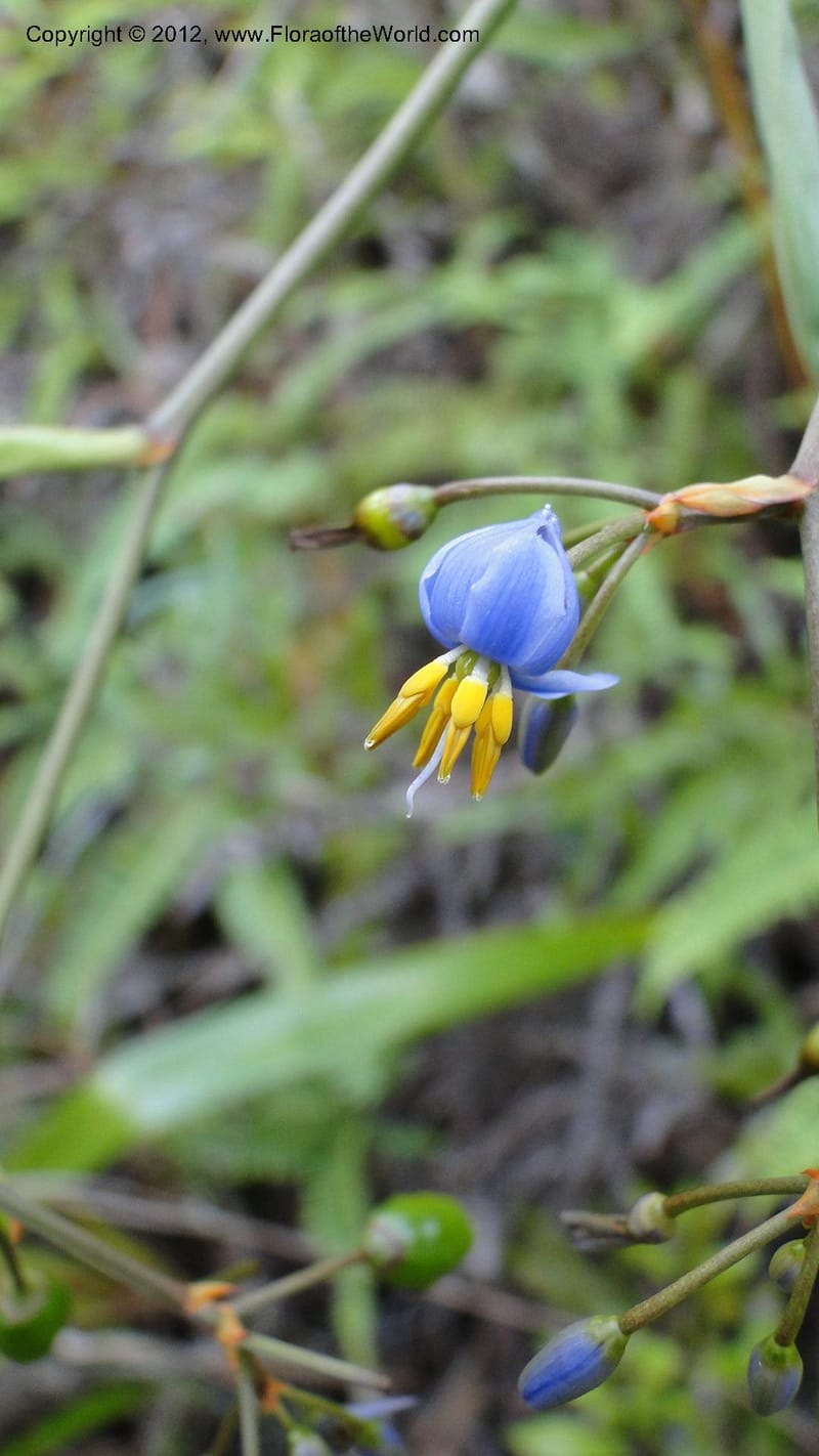Dianella ensifolia, A. Ramahefaharivelo 168--Madagascar. Ambolotara. Ambodini, Vatovavy. 3 May 2010 177 (55).jpg