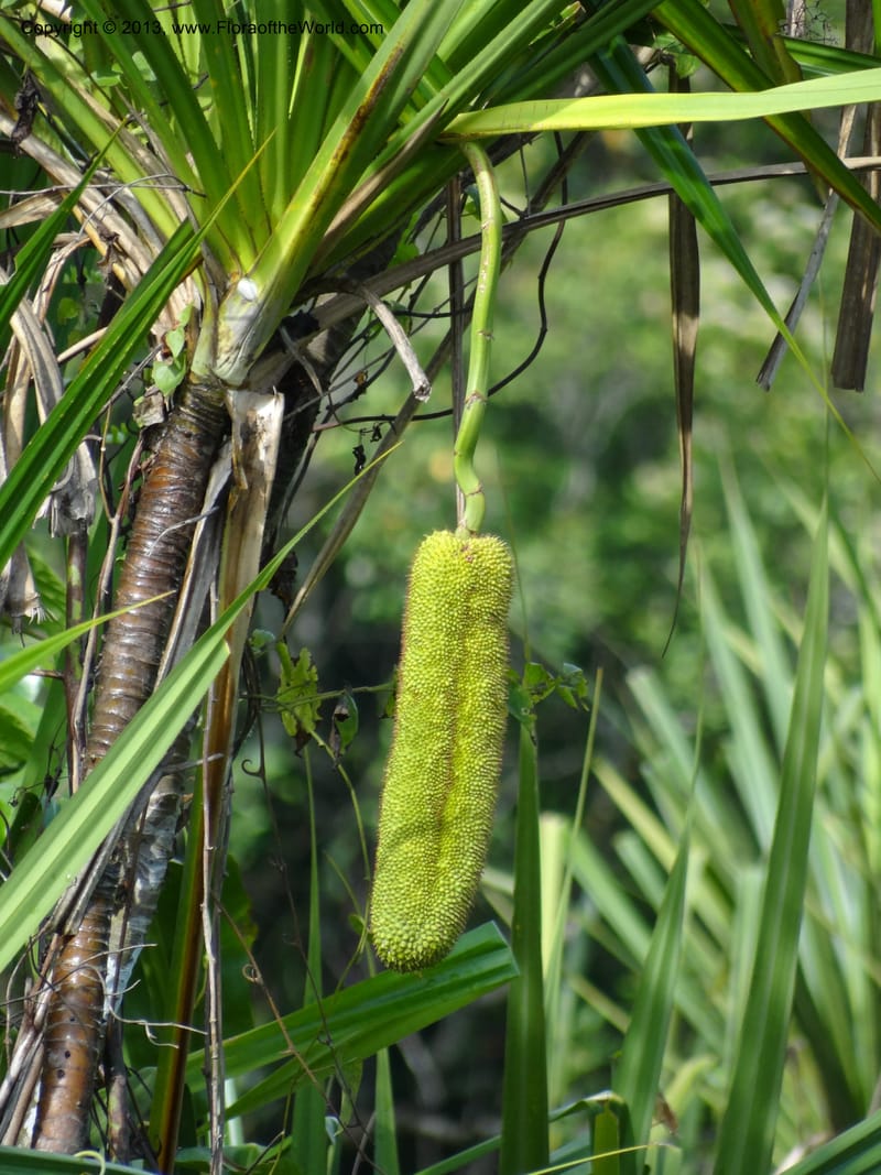 Pandanus helicopus, Callmander 1023--Sabah. Klias Forest Reserve. 3 Apr 2012. DSC06489 (196).JPG