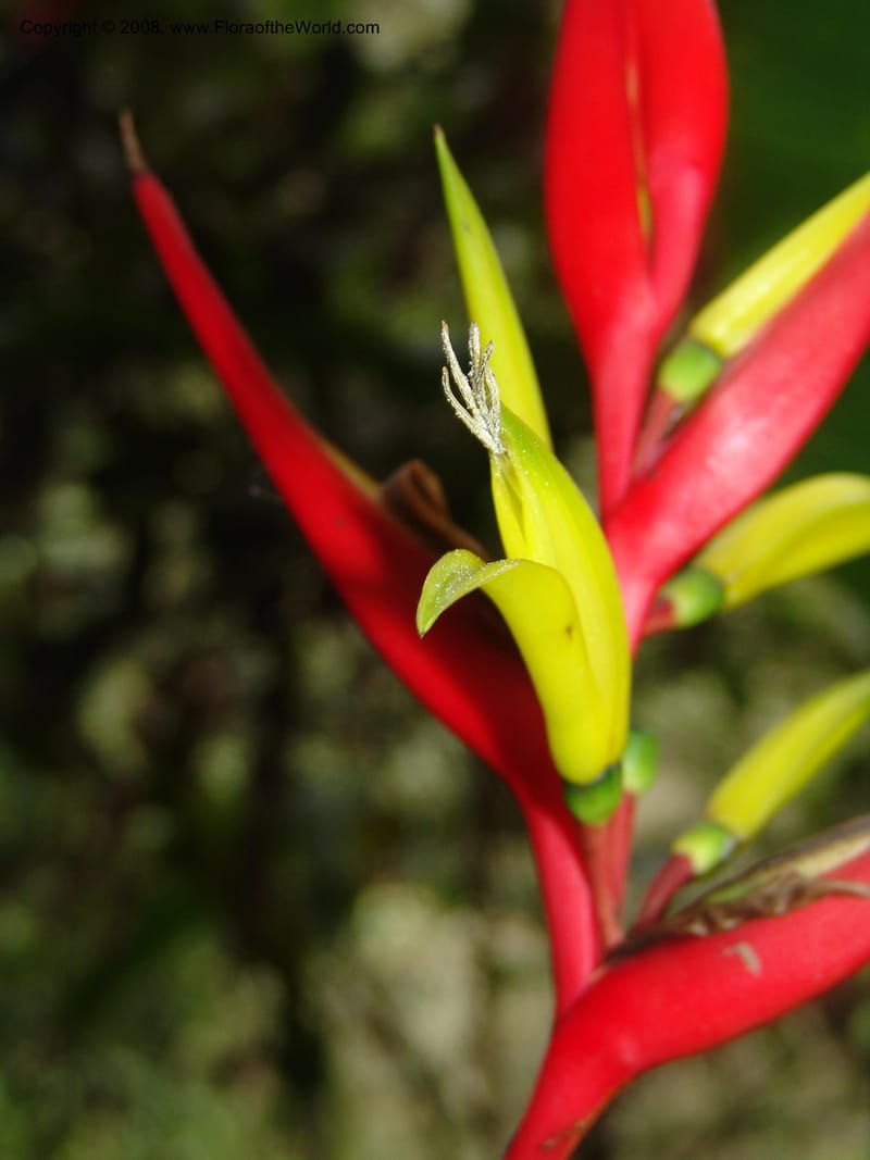Heliconia affinis--Peru. Edo. Cuzco. Jard. Bot. at Machu Picchu. 27 Oct 05. 004.jpg