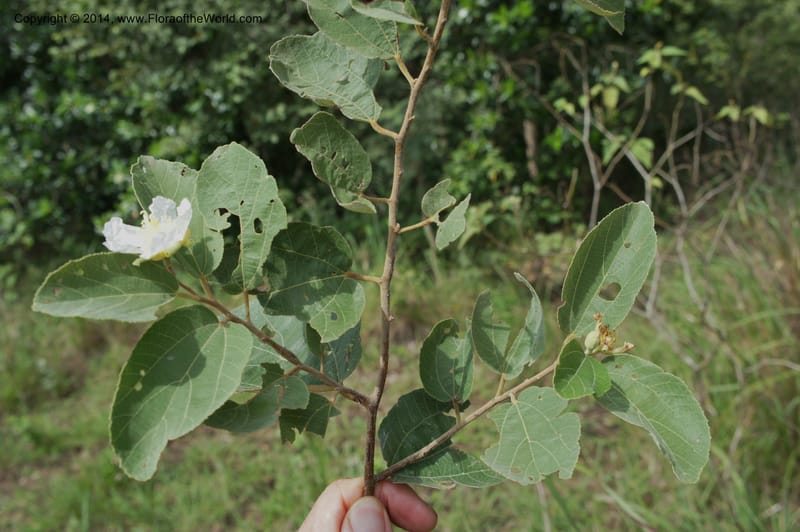 Luehea paniculata, Stevens,  W. D 31230, Garay Cue, 19 Mar 2011 4552 (2).JPG