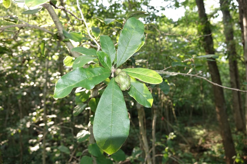 Magnolia stellata--Japan. Gifu Pref. Iwayadou. Sentan-lin, Nakatsugawa City. 8 Aug 2016. DSC01692 (36).JPG