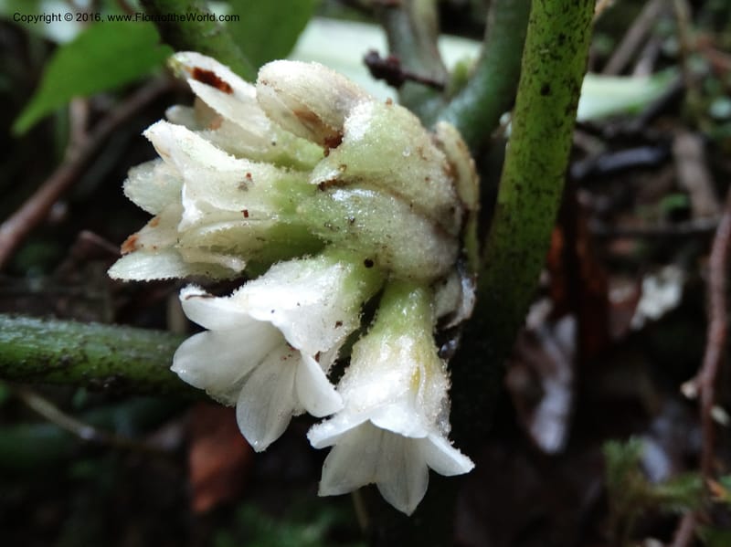 Pentaphragma cyrtandriforme, Davidson, C 12738--Sabah. Mt. Kinabalu. Bundu Tuhan Trail. 11 Oct 2014. DSC04153 (98).JPG