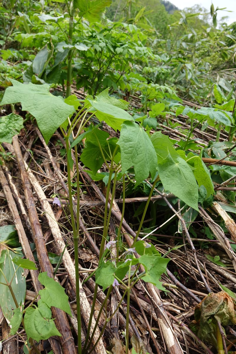 Ranzania japonica--Japan. Myoko Kenmin-no-mori. Hiuchiyama Trial. 27 May 2016.  (139).JPG