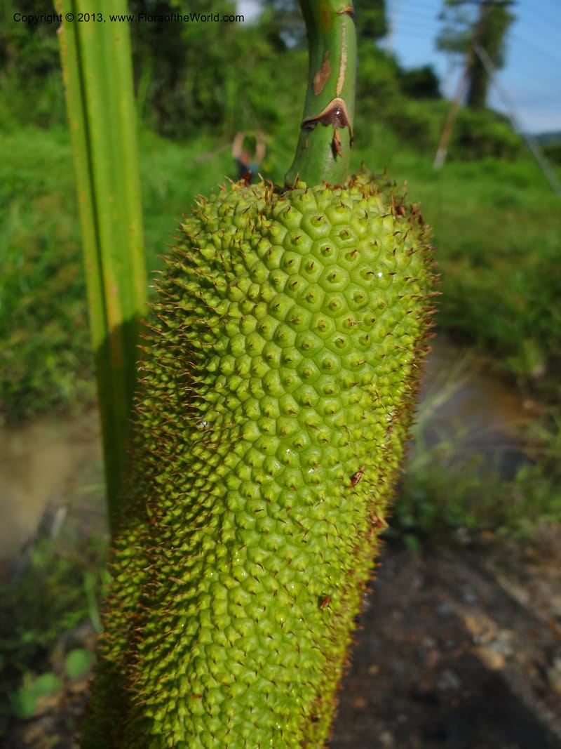 Pandanus helicopus, Callmander 1023--Sabah. Klias Forest Reserve. 3 Apr 2012. DSC06489 (211).JPG