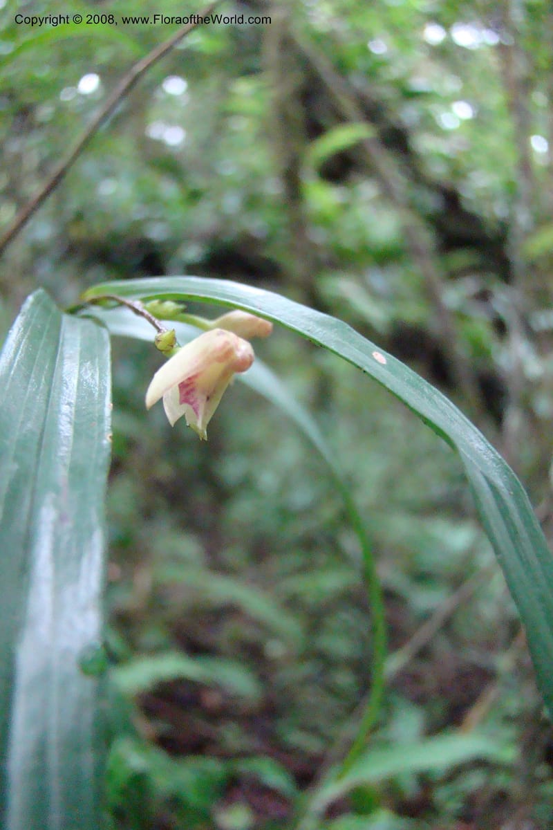 Polystachya albescens ssp. imbricata, WKindeketa2982--Tanz. Rungwe Distr. Rungwe For. Res. 24 Jan 08. 107.jpg
