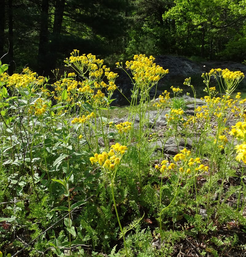 Packera millefolium, Davidson, C 13000--North Carolina. Macon Co. Slick Rock. 14 May 2015. DSC05505 (25).JPG