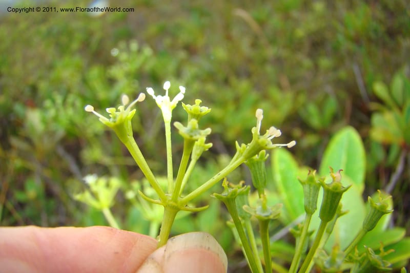 Myodocarpus, P. Lowry 7188--New Caledonia. Plaine des Lacs. NW of Grand Lac. 21 Jan 2010. 293 (198).jpg