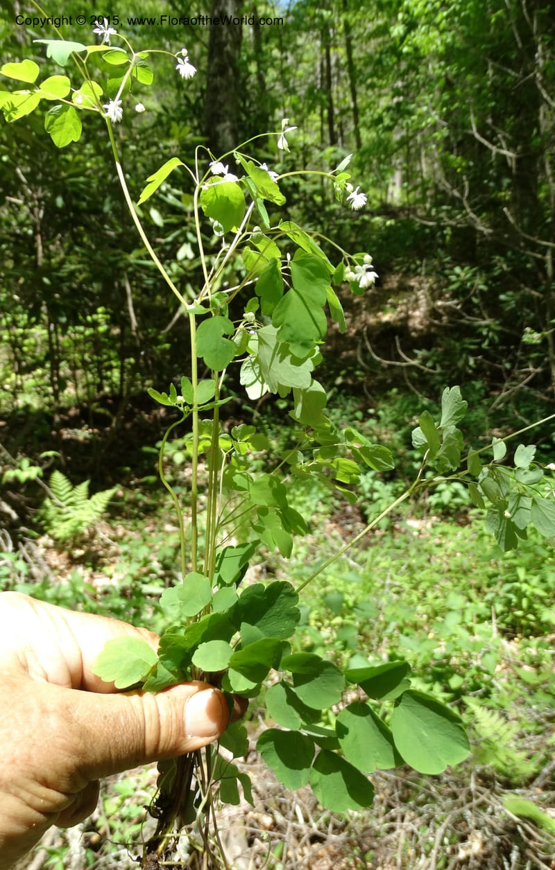 Thalictrum clavatum, Davidson, C 12989--North Carolina. Clay Co. Perry Gap Rd, Barnard's Cr. 13 May 2015. DSC04860 (293).JPG